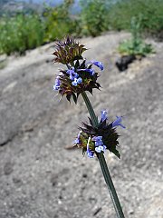 salvia columbariae